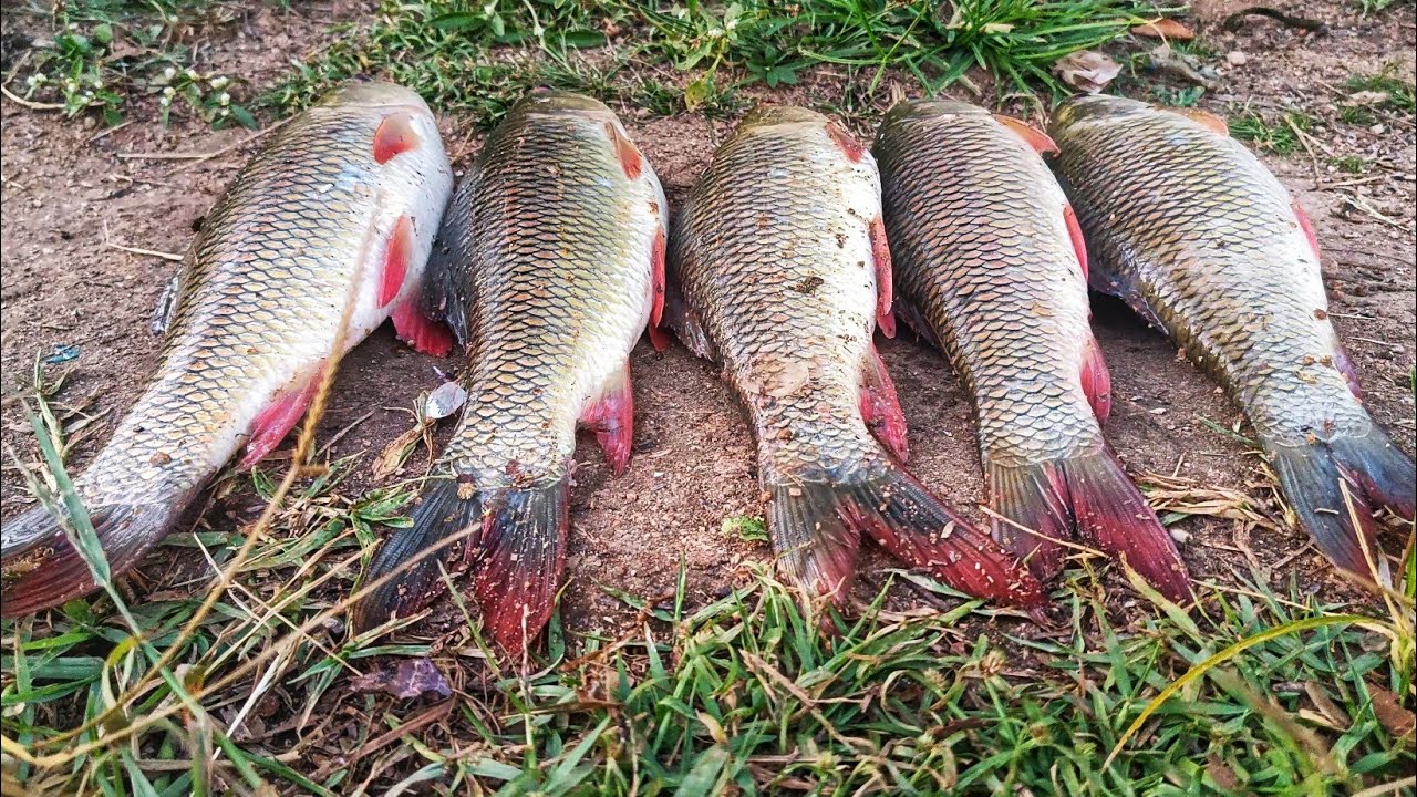 gucha gal fishing tips || fishing videos hook fishing