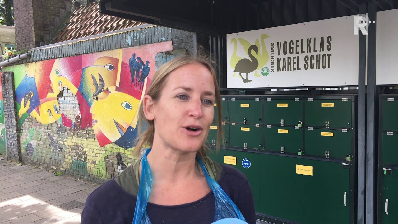 Vogelklas Karel Schot over de zwanen die worden binnengebracht