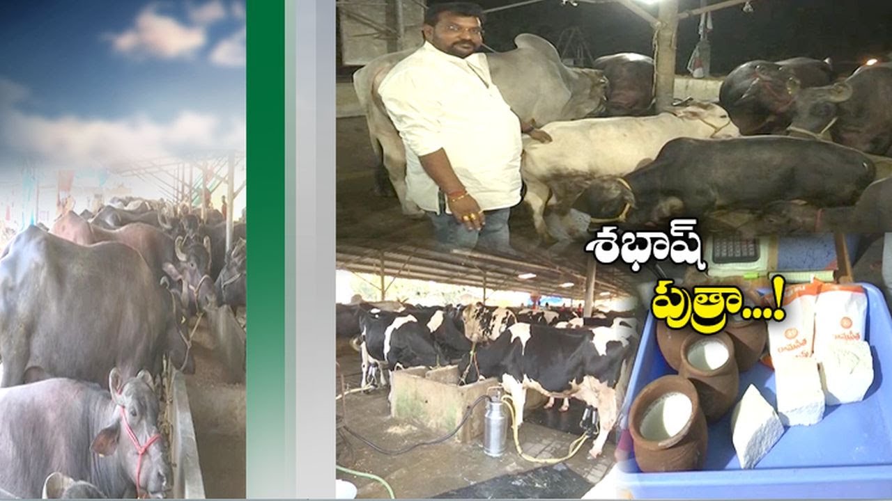 460 పశువులతో సొంతంగా డెయిరీ ఏర్పాటు చేసిన పుత్రారెడ్డి
