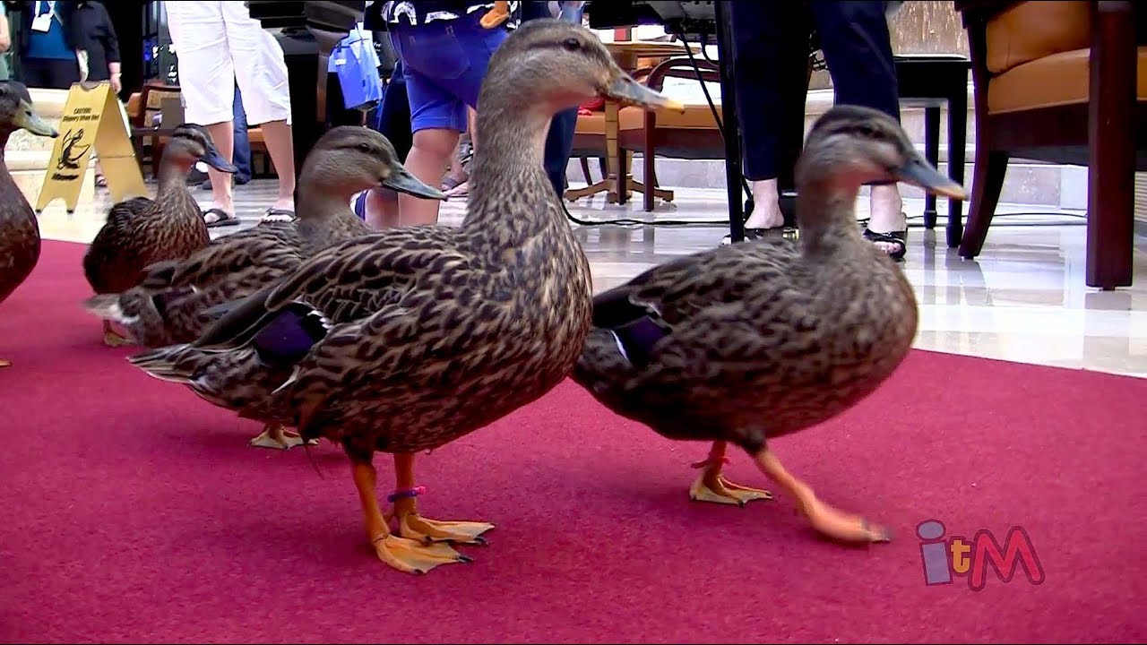 Peabody Orlando ducks march down red carpet