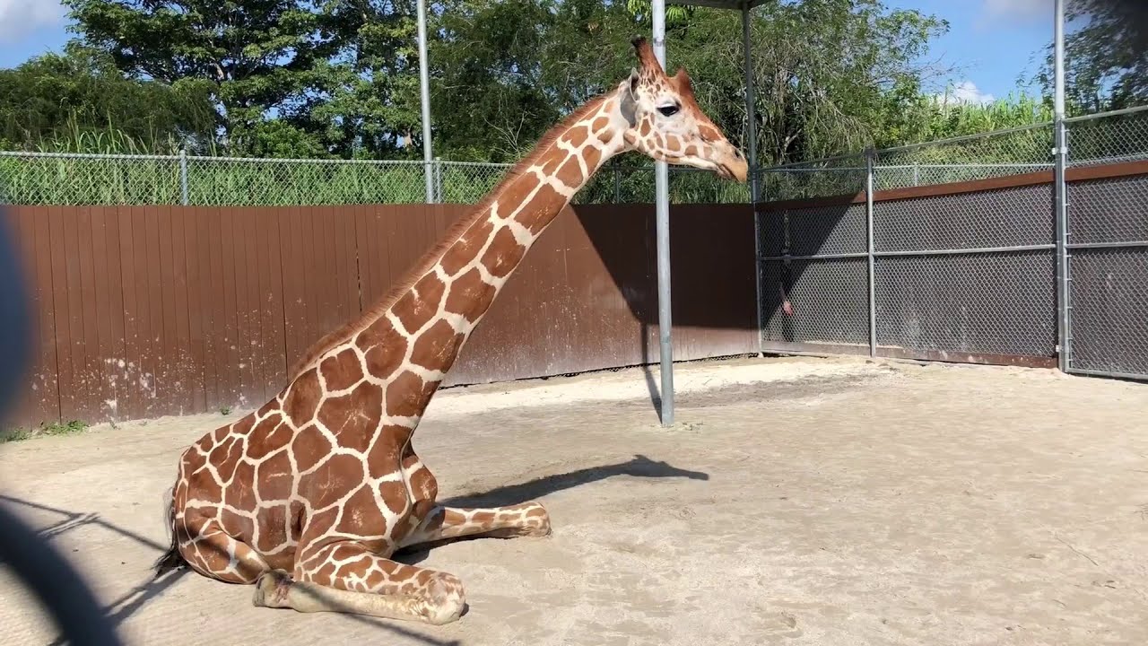 Zoo Miami giraffe immobilized before undergoing series of procedures