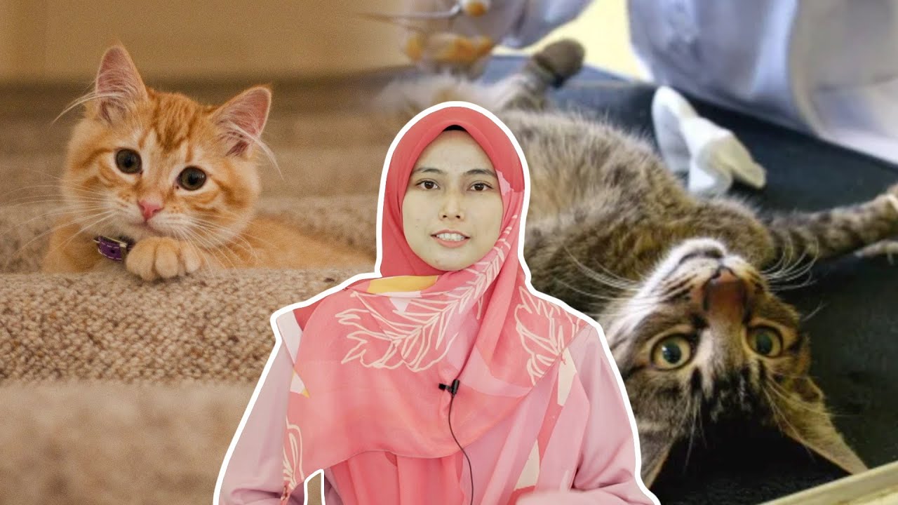 Tengok Video Ini Dahulu Sebelum Mandulkan Kucing