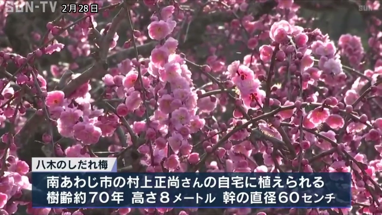 南あわじ市で「八木のしだれ梅」が見頃 幻想的な世界広がる