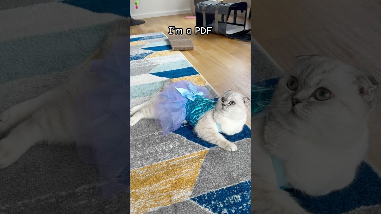 Doc vs Pdf 😂 #kikicutekitty #doctor #pdf #funny #playonwords #relatable #fyp #kitten #scottishfold