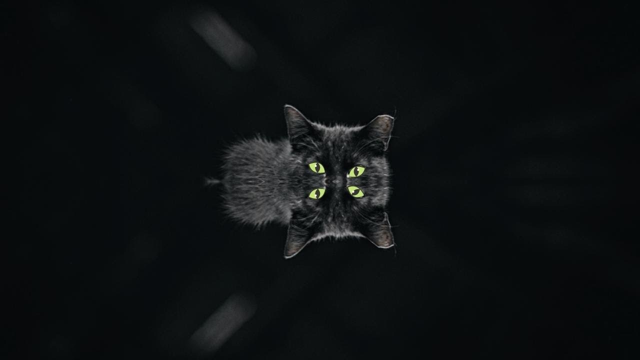 Black Cat Lore and Superstition #shorts #superstitions