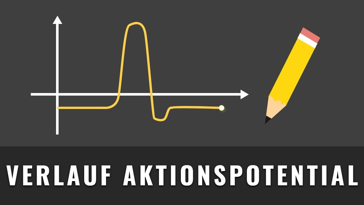 Verlauf eines Aktionspotentials zeichnen | Aktionspotential Schemazeichnung