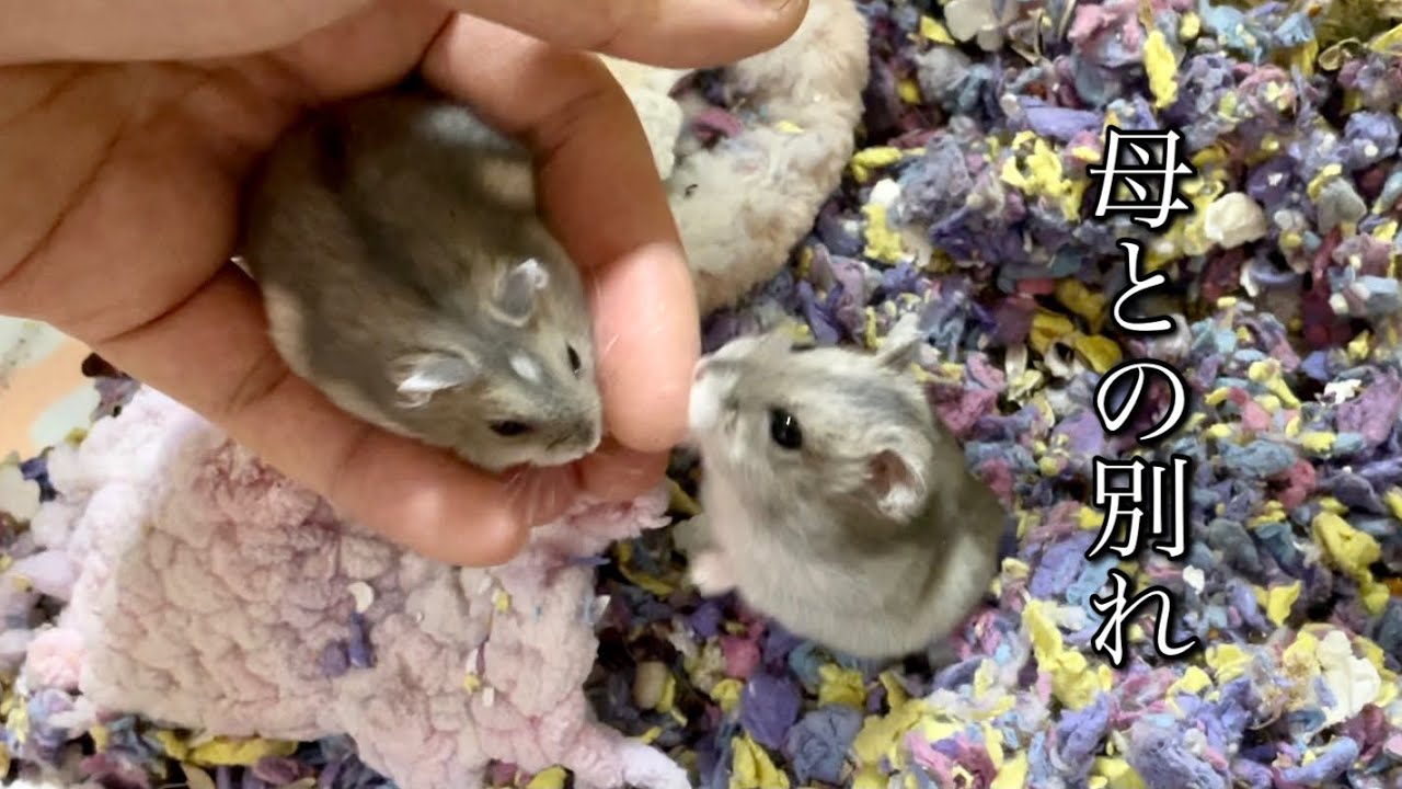 大きくなったので、お別れです