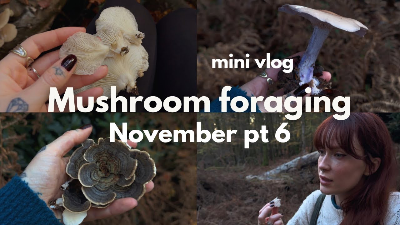 Mushroom foraging in UK | November vlog 6