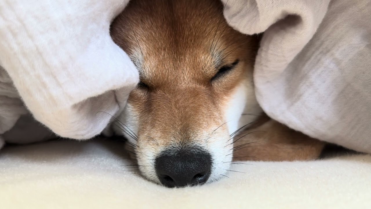 寝言
