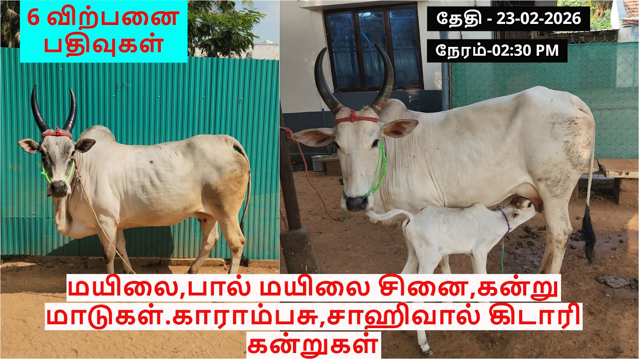 6-விற்பனை பதிவுகள்.மயிலை,பால் மயிலை சினை,கன்று மாடுகள்.காராம்பசு, சாஹிவால் கிடாரி கன்றுகள்.