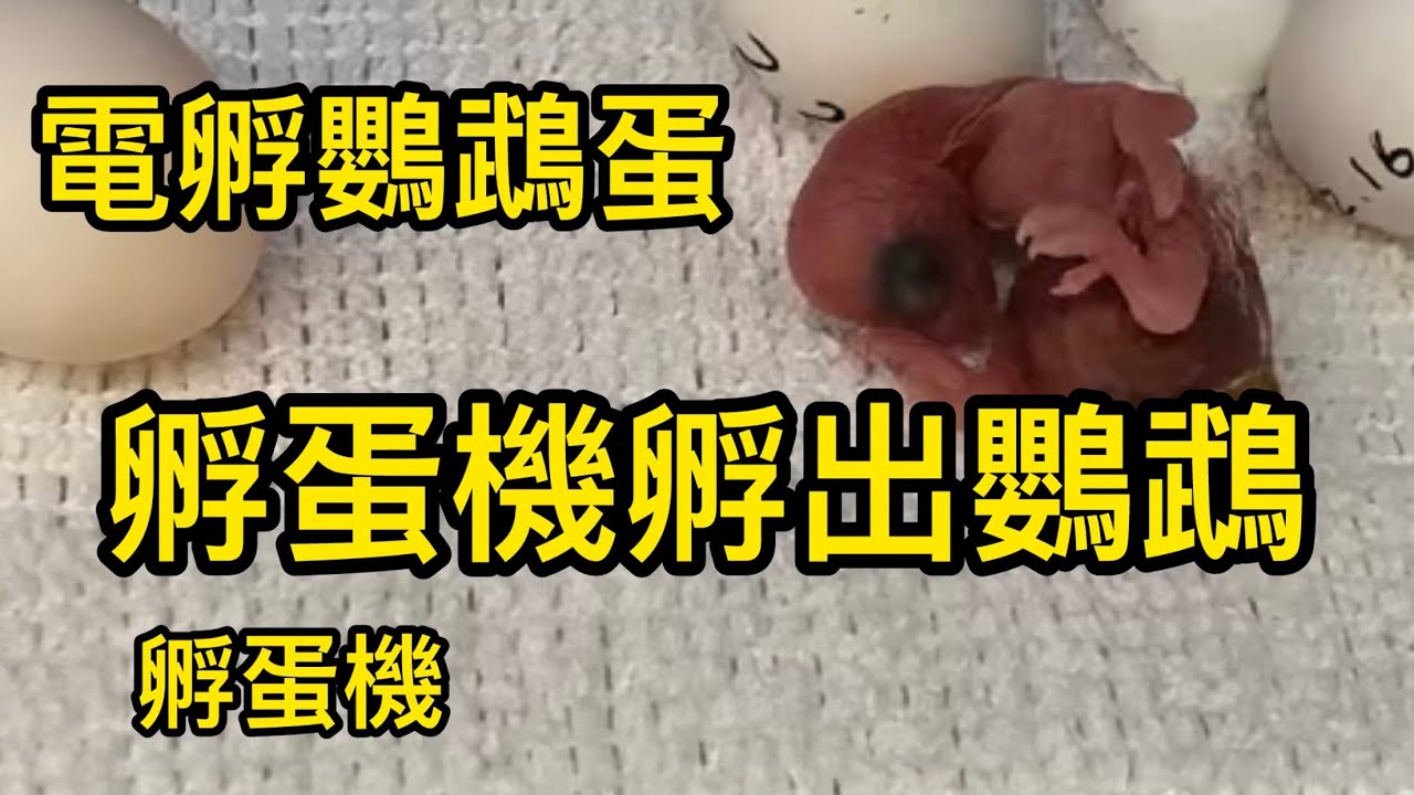 如何飼養鸚鵡系列之 用孵蛋機孵鸚鵡蛋 #孵蛋機 #電孵鸚鵡蛋 #小草鸚鵡