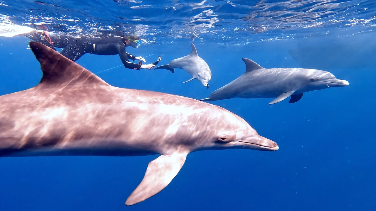Magic Encounter in the Red Sea - Hurghada 2021 Dolphins