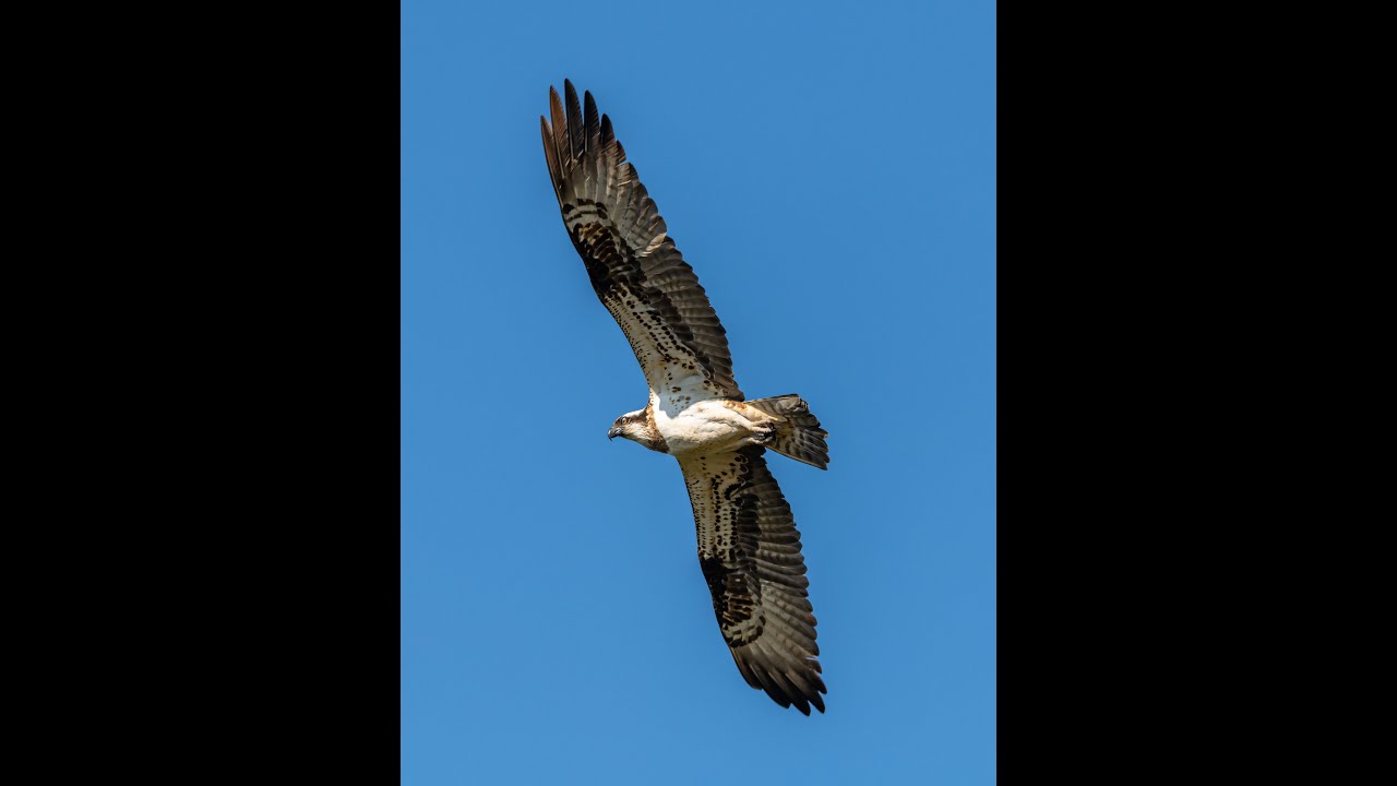 This Eagle Is So high It Got Away From Drones #eagle #sky
