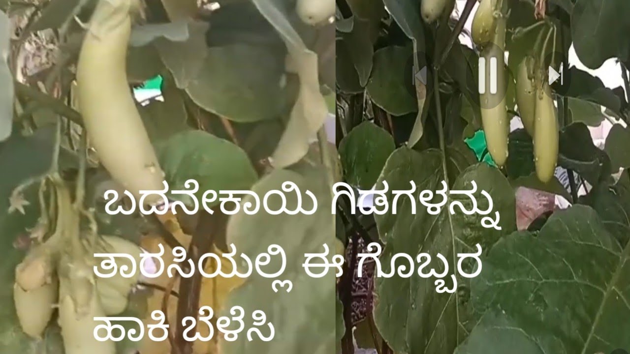 ತಾರಸಿಯಲ್ಲಿ ಬದನೇಕಾಯಿ ಗಿಡ/care tips🏡🍆🍀