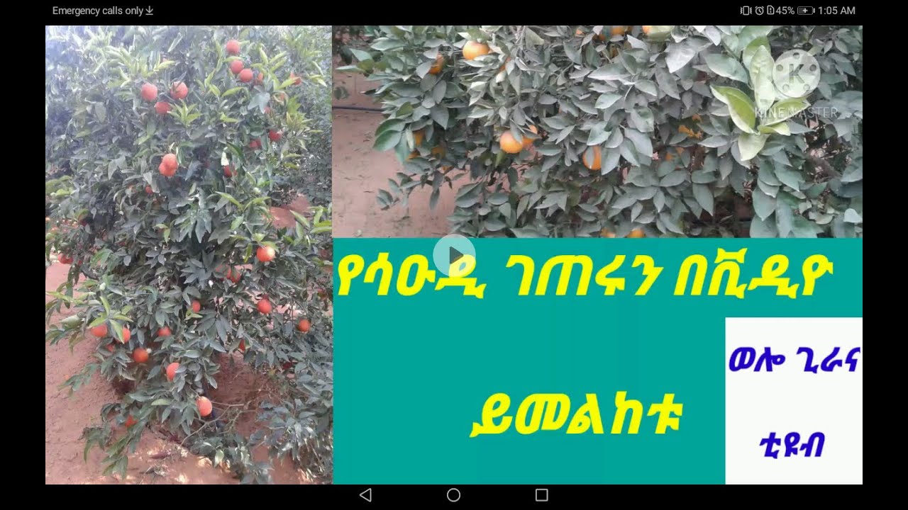 ዛሬ የሳዑዲን ገጠሩን ላስጎብኛችሁ