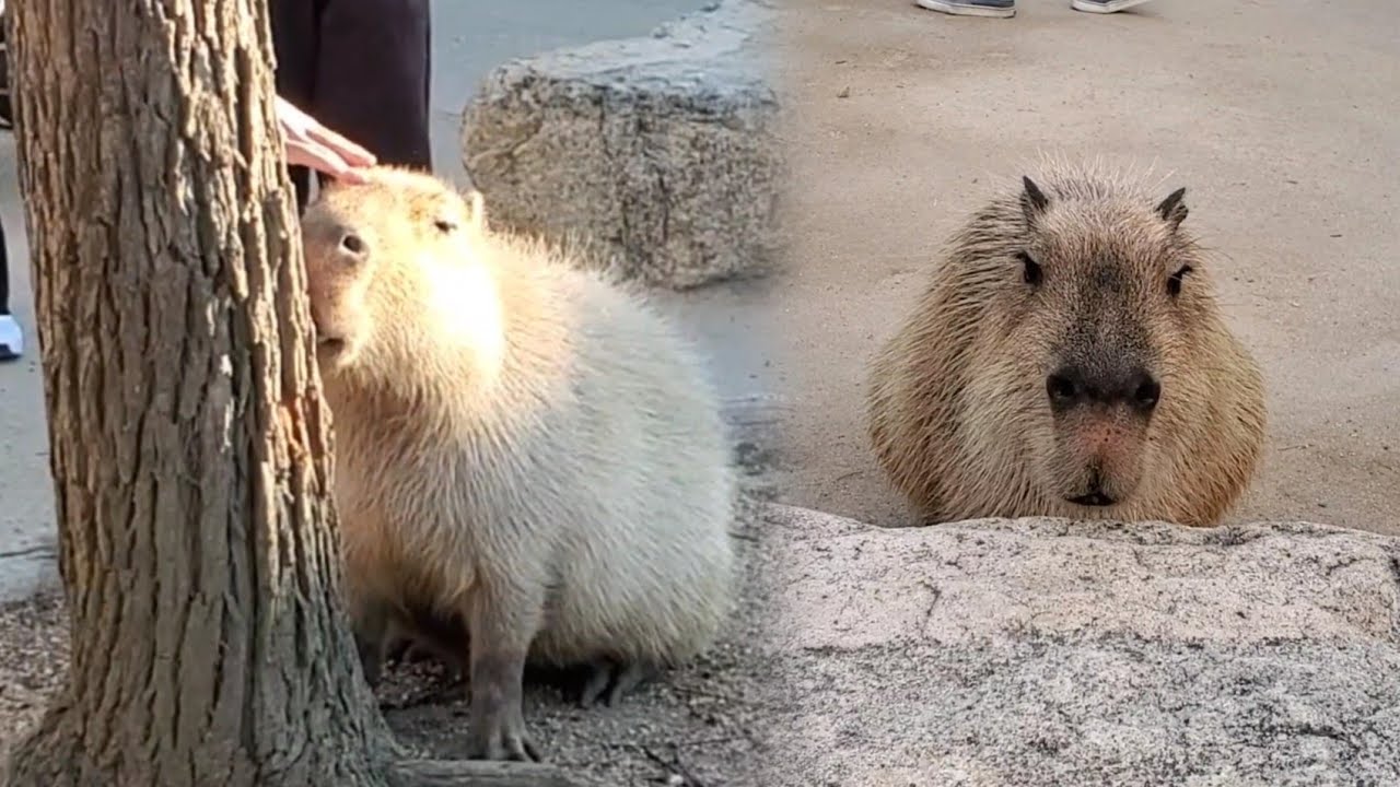 かくれんぼをしてるカピバラさんが こちらを見ていました。Capybaras are playing hide-and-seek 神戸どうぶつ王国