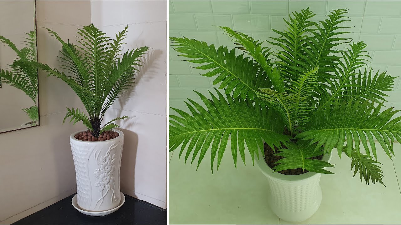 Trồng và chăm sóc cây Dương xỉ khổng tước | Grow and care for fern plants