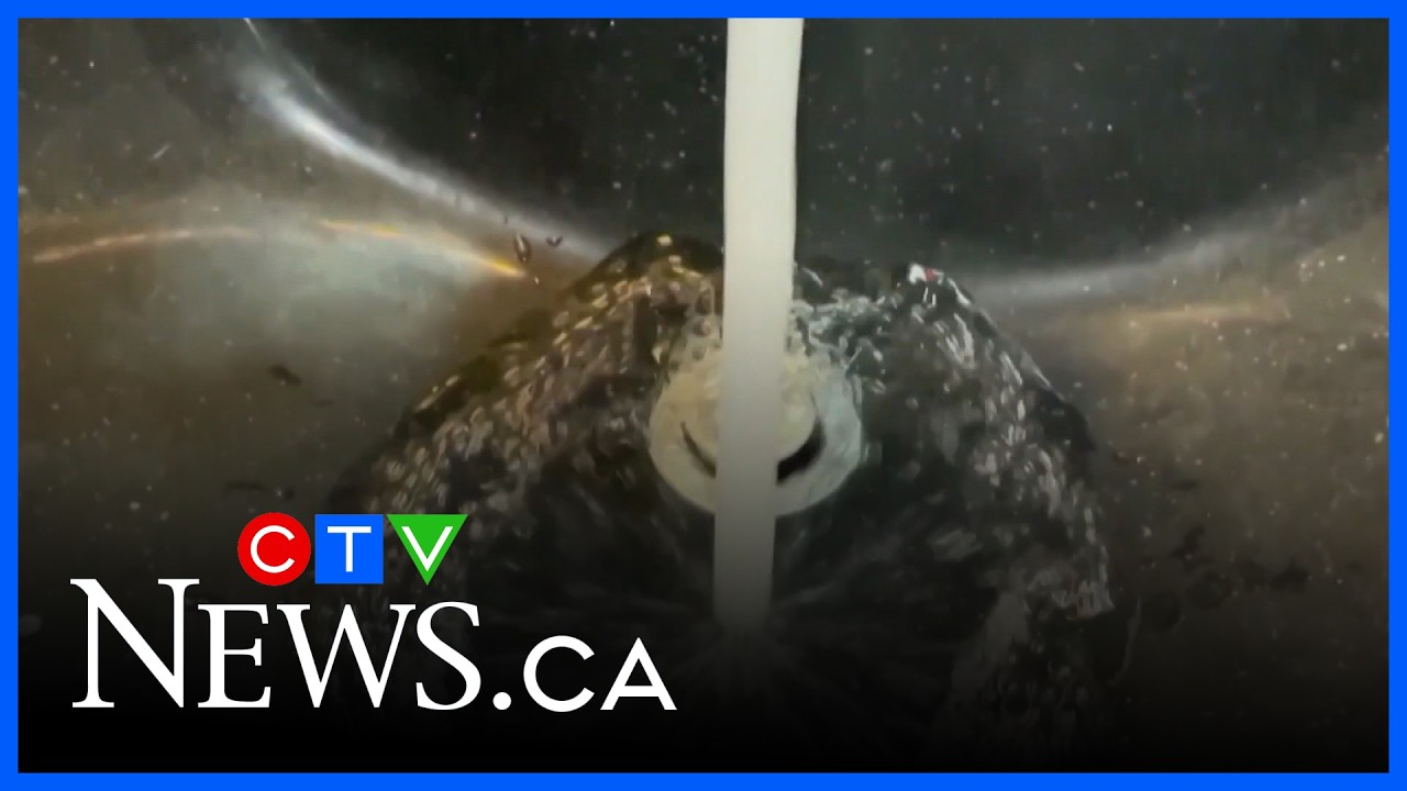 Water restrictions remain in Calgary | CTV News Calgary Noon Update for March 11, 2026