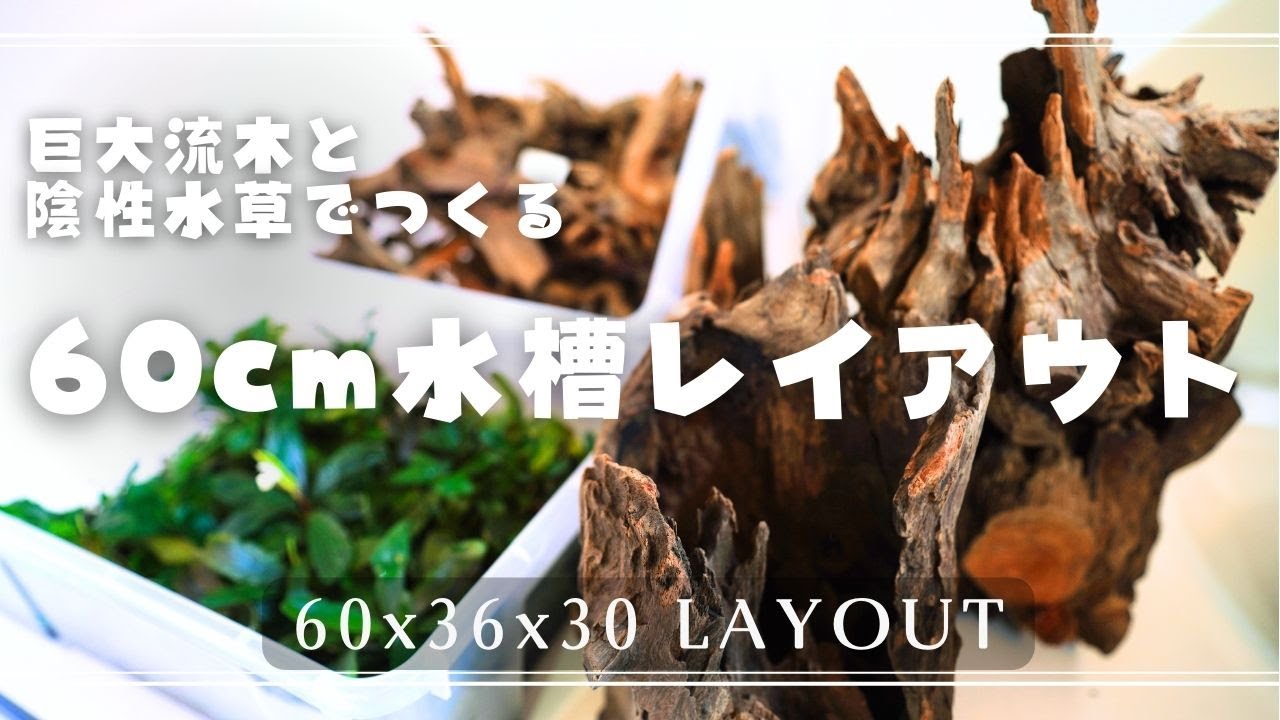 【60cm水槽】陰性水草レイアウト作成【アクアリウム】アヌビアス・ブセファランドラ・ボルビティス・ミクロソリウム・流木水槽