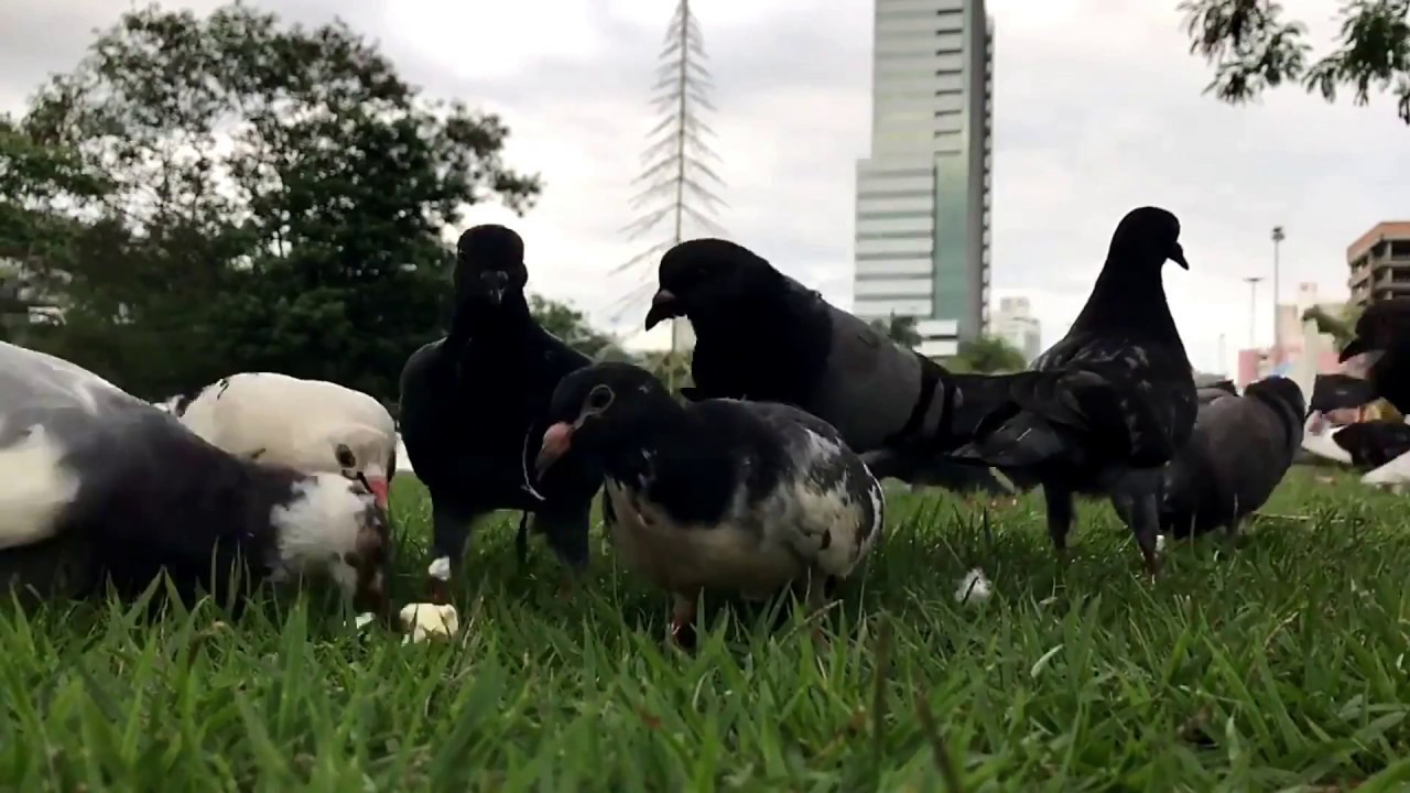 Parque Ramiro Ruediger - Pegue o pombo