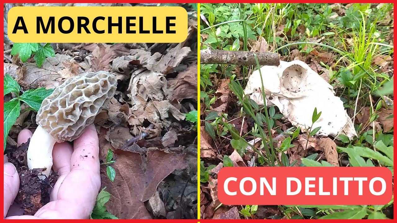 A Morchelle con Delitto, 600 mt tra torrenti e frassini, che teschio è questa volta?