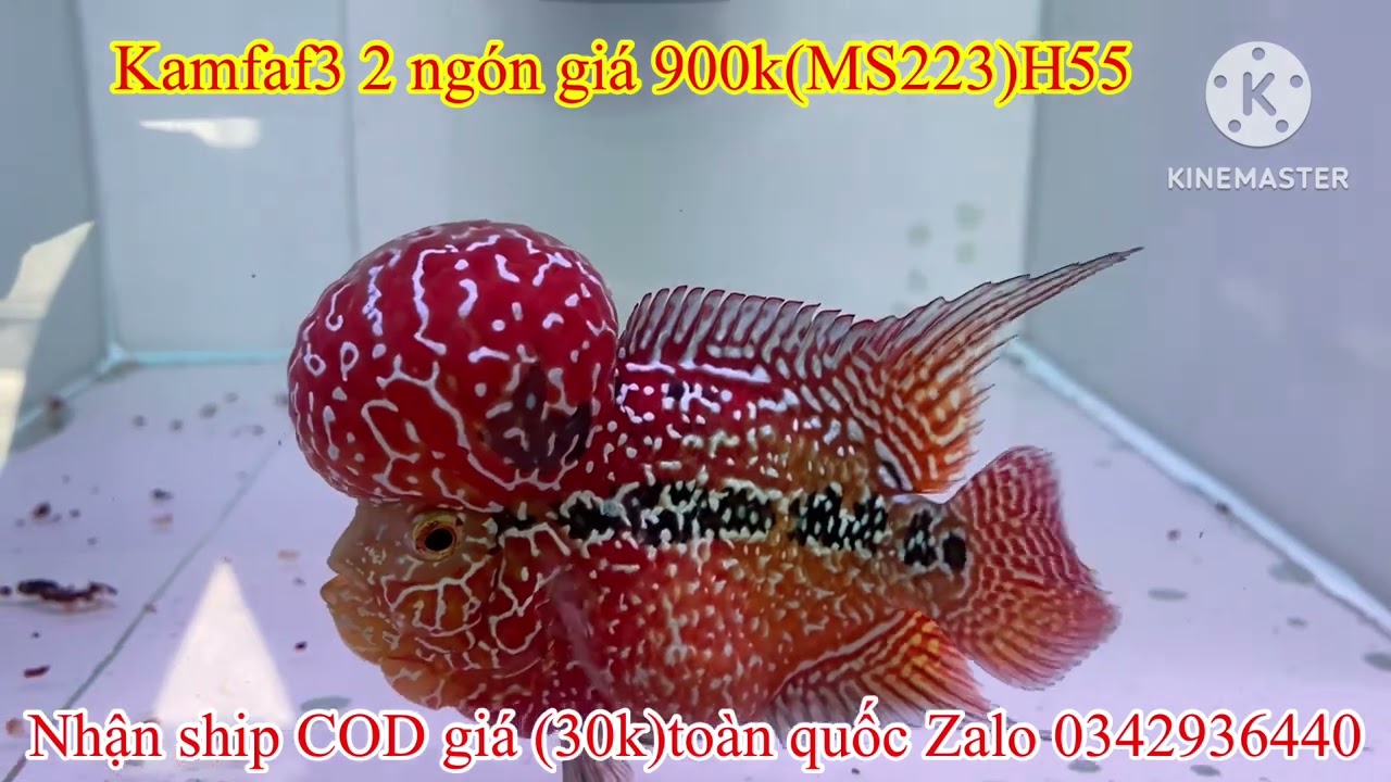 25/07/2024 báo giá 30 bé cá kamfa đẹp VIP cho ae tham khảo,Zalo 0342936440 la Hán Tân phạm
