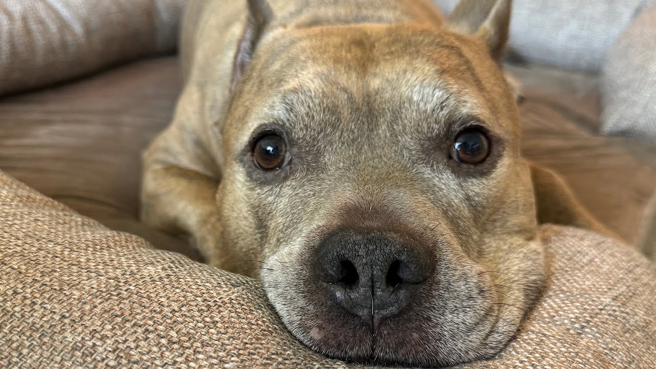 Quiet shelter dog was actually such a love bug