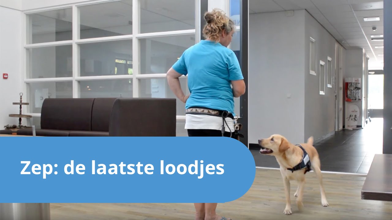 Zep #7 | De laatste loodjes | Hulphond Nederland