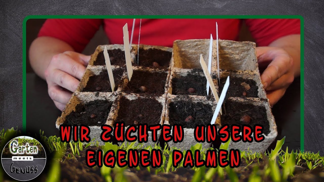 Wir züchten unsere eigenen Palmen Teil 1 │ Garten meets Genuss