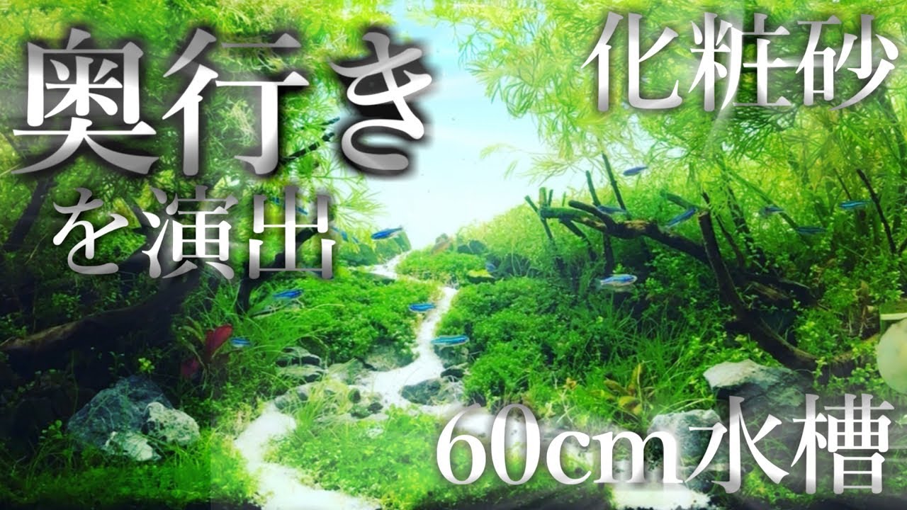 【ｱｸｱﾘｳﾑ】化粧砂を入れて奥行き感を出す【60㎝ジオラマ水槽】