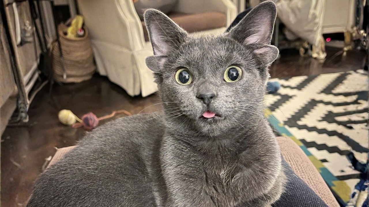 The Four-Eared Cat Who Stole My Heart !