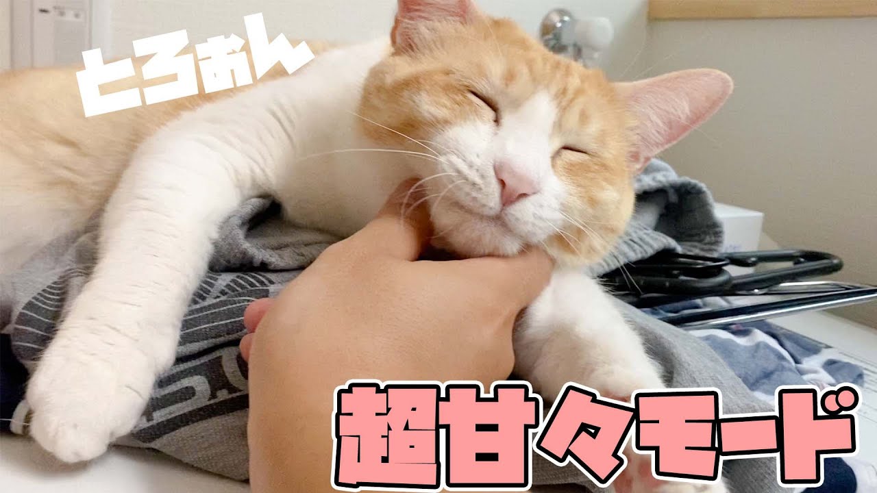 飼い主の抜け殻の上でとろけてしまったねこ