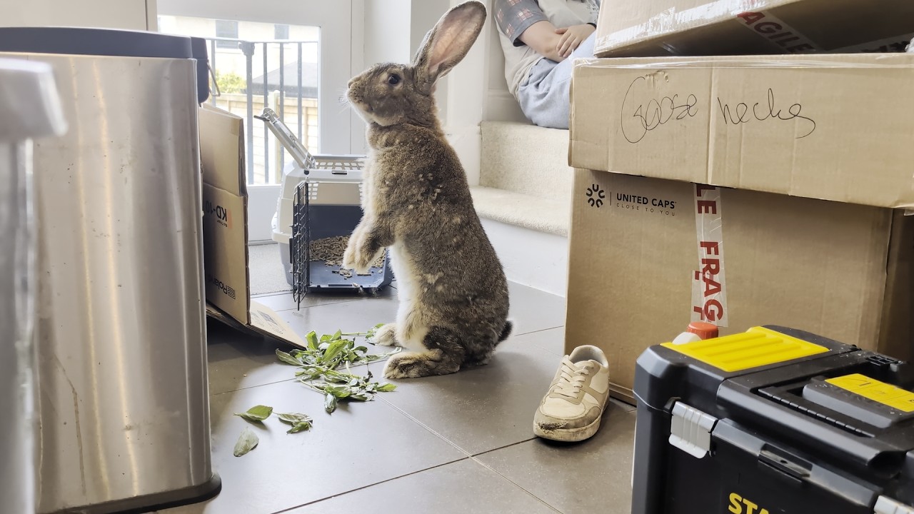 Flemish Giant Rabbit First Day Exploring His New Home