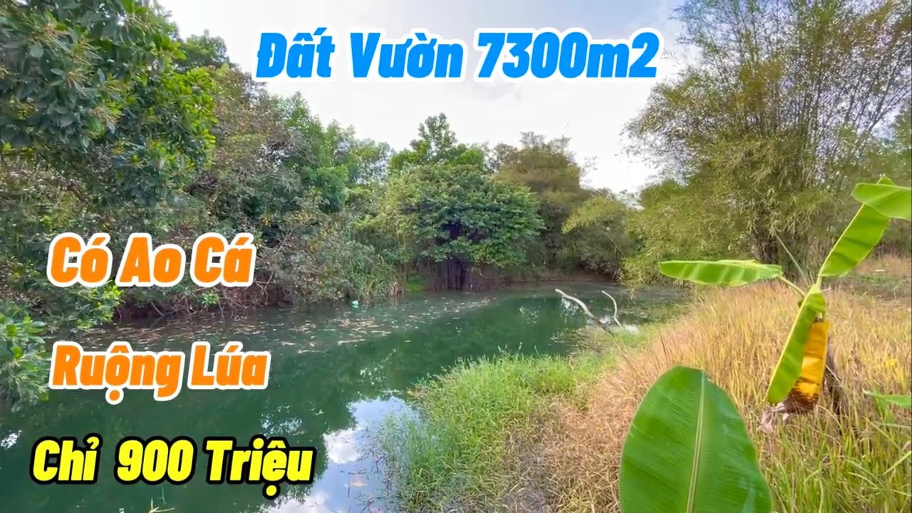 Mảnh Vườn Ao Cá, có ruộng lúa phía sau. VIEW ĐẸP mát mẻ. 7300m2 có 100tc mặt nhựa liên xã. Chỉ 900tr