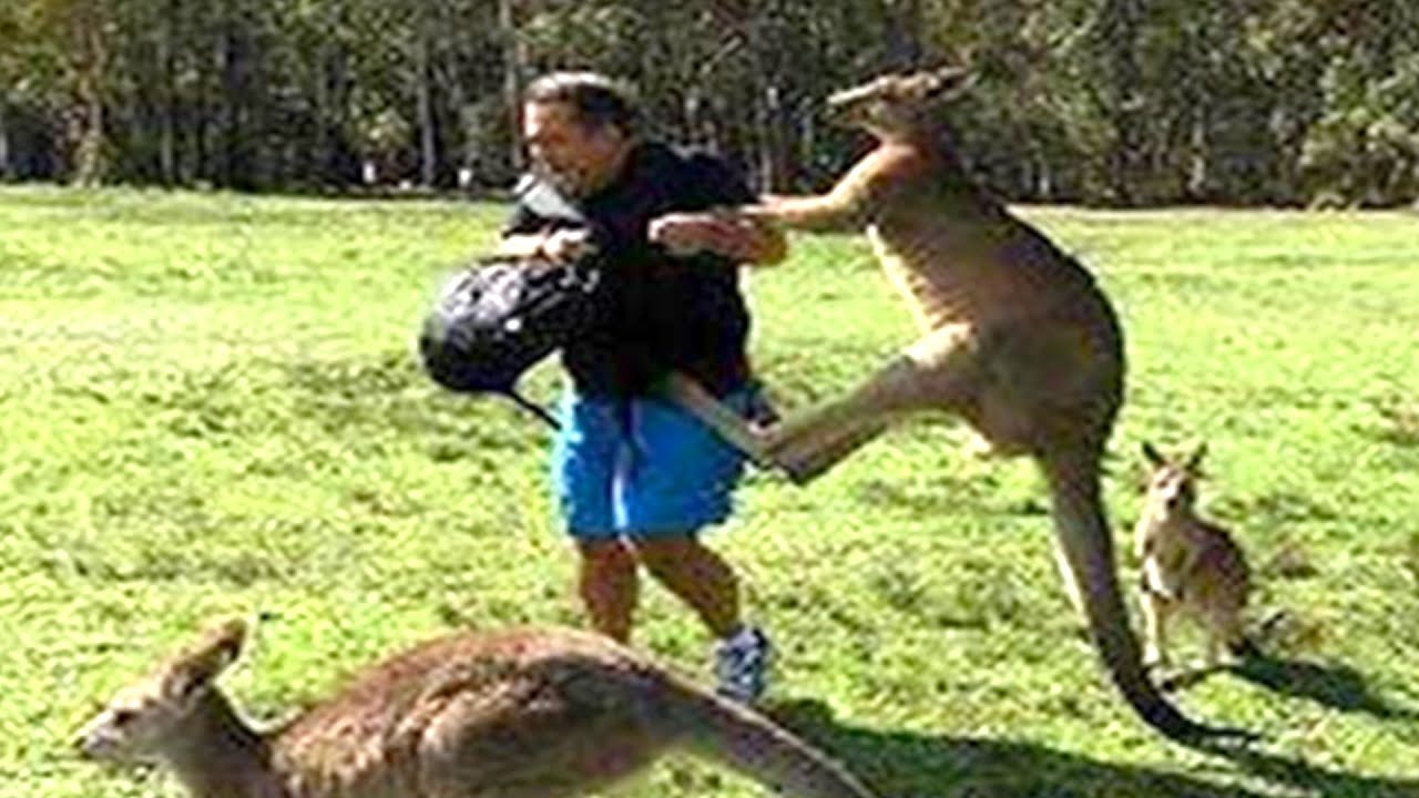 KANGAROOS ARE INVADING CITIES