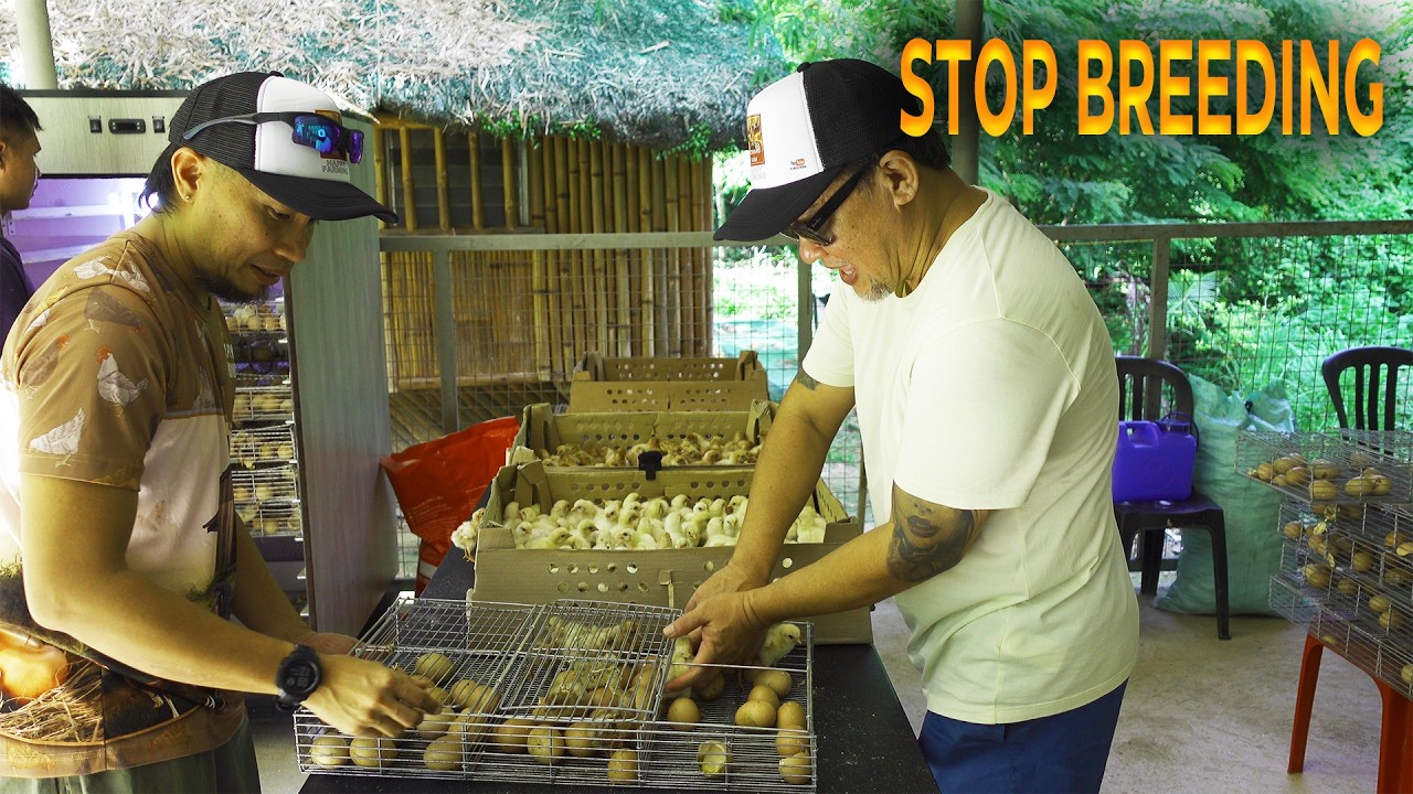 Cebu Farm Tour: 200 Dominant CZ D102 Breeders + 500 Chicks Harvested! Part 2