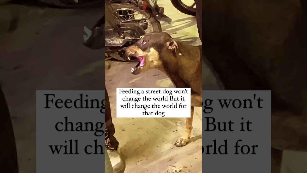 Please don&rsquo;t avoid him ❤️ #dog #puppy #dnatest #viral #animal #puppyvideos #urbananimal #trend