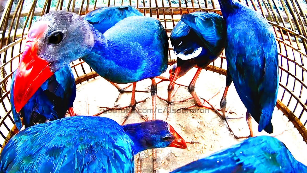 বিরল প্রজাতির কালিম পাখির খামার করে সফল | Raising rare species of birds is profitable