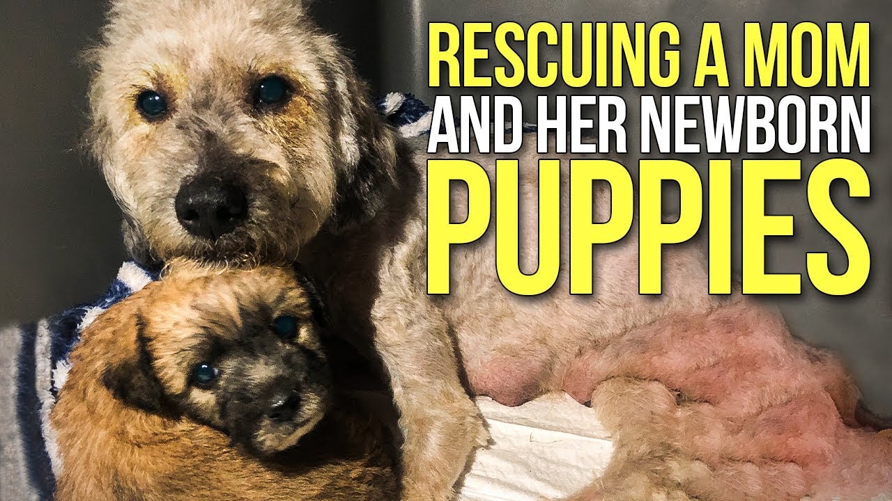 Volunteers Got Tip To Rescue Old Struggling Street Dog. They Found A Big Surprise