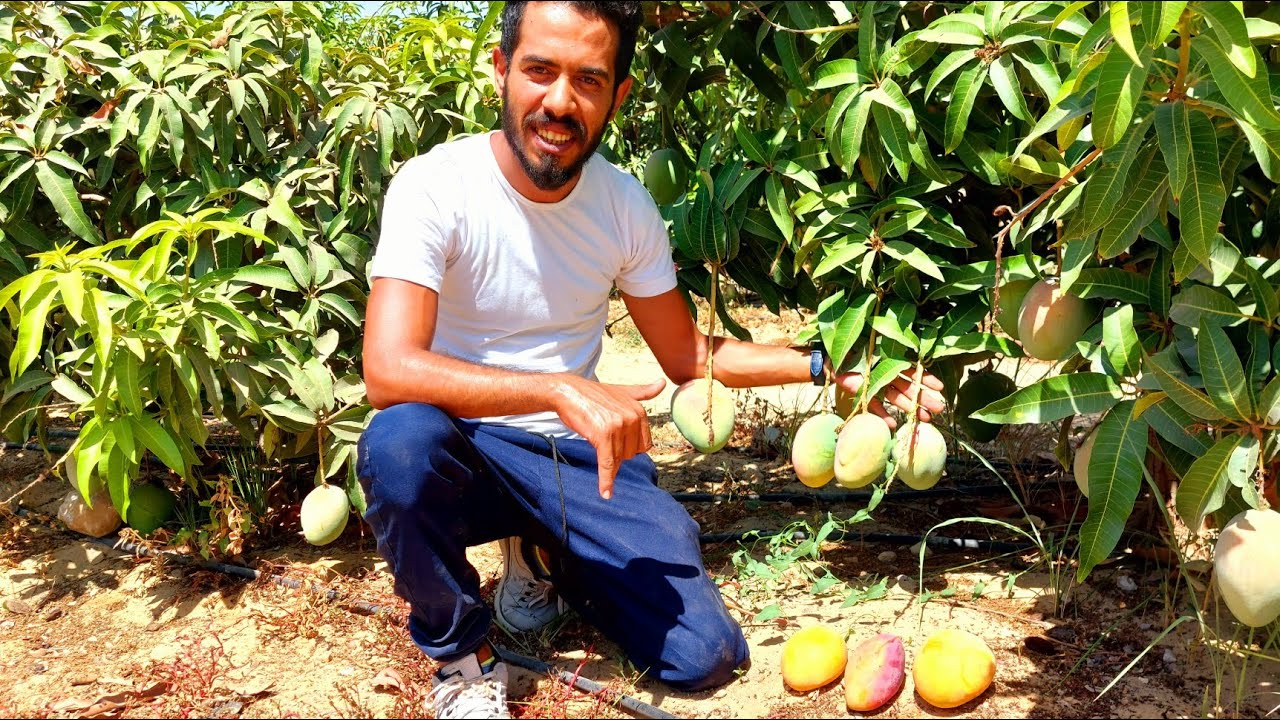 ثمار مانجو ياسمينا و بشائر جميلة 🥭 | مانجو العرب ❤️🥭