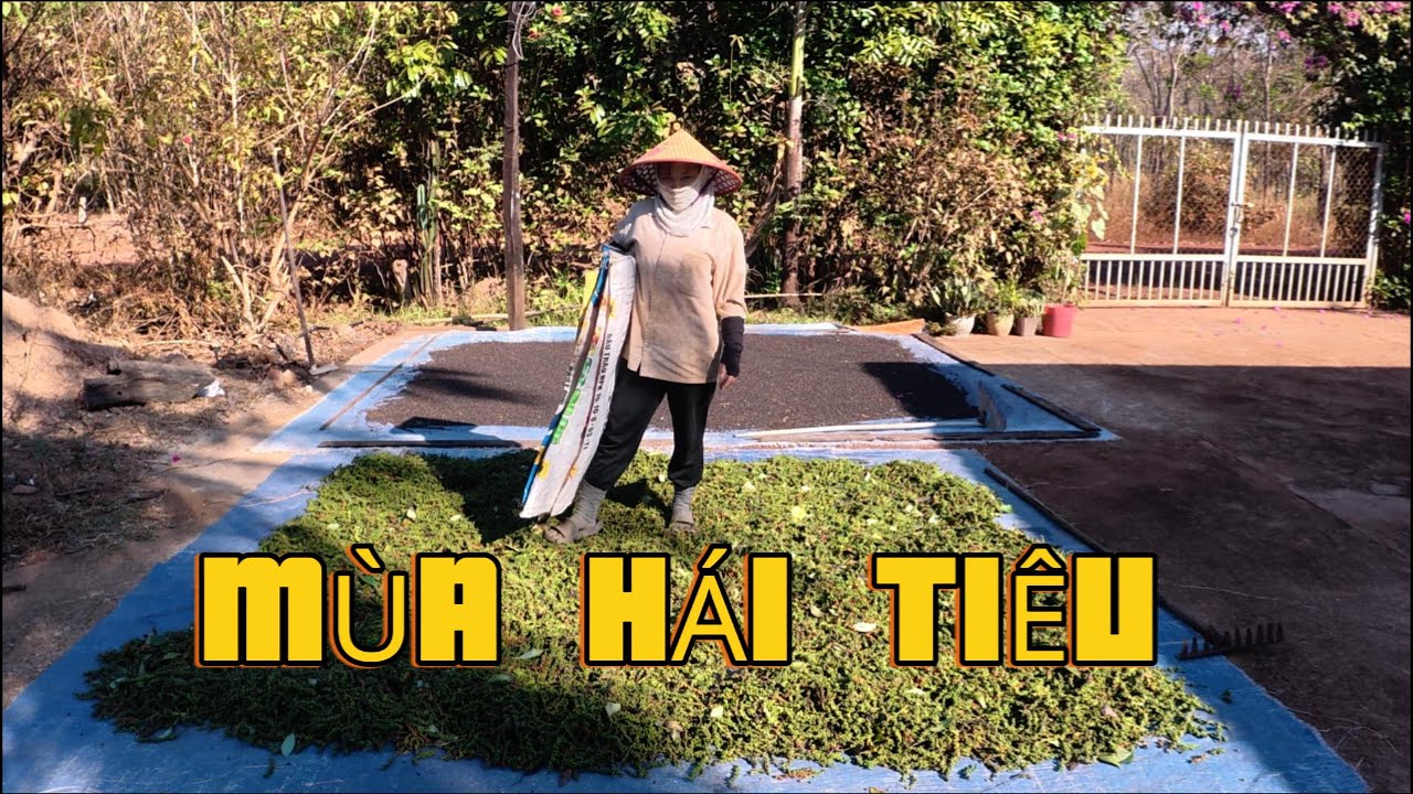 bắt đầu vào mùa hái tiêu những mẻ tiêu khô đầu tiên ,cuộc sống nông thôn