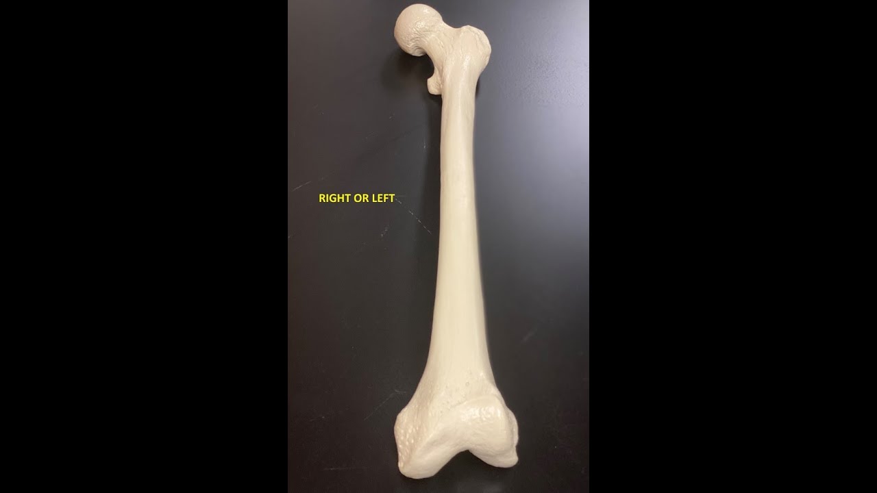 Human Bones Lower Half  Dr  Denny A  Patel, DPT, CSCS