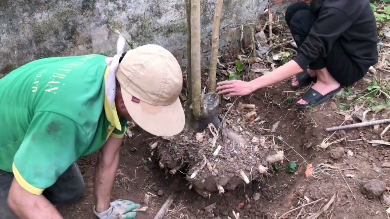 Bonsai #mai vàng # cây cảnh Trần khiêm 