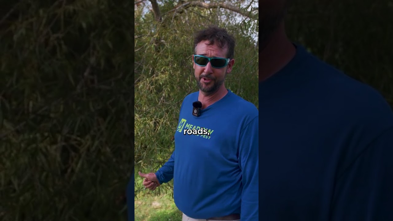 Why You Shouldn't Plant a Weeping Willow