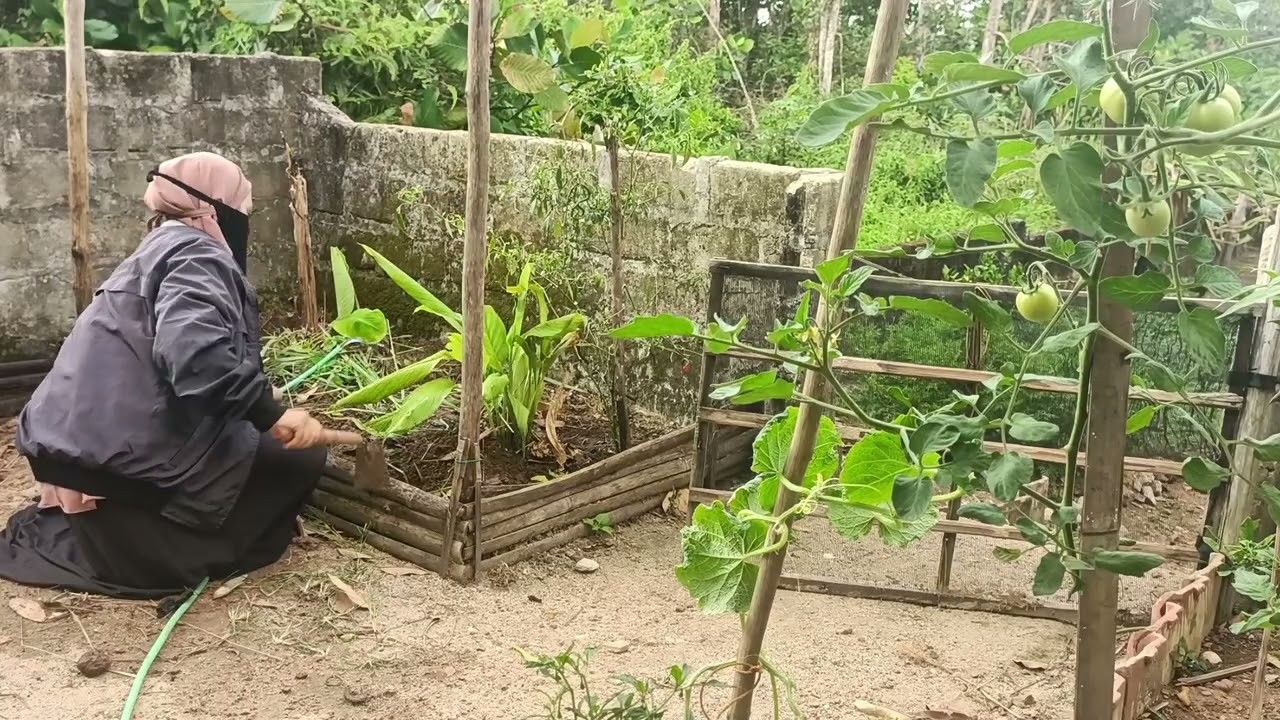 BERKEBUN LAGI | SUDAH MENDEKATI PUASA SEMANGAT UNTUK MENYEDIAKAN SAYUR SEGAR DI RUMAH 