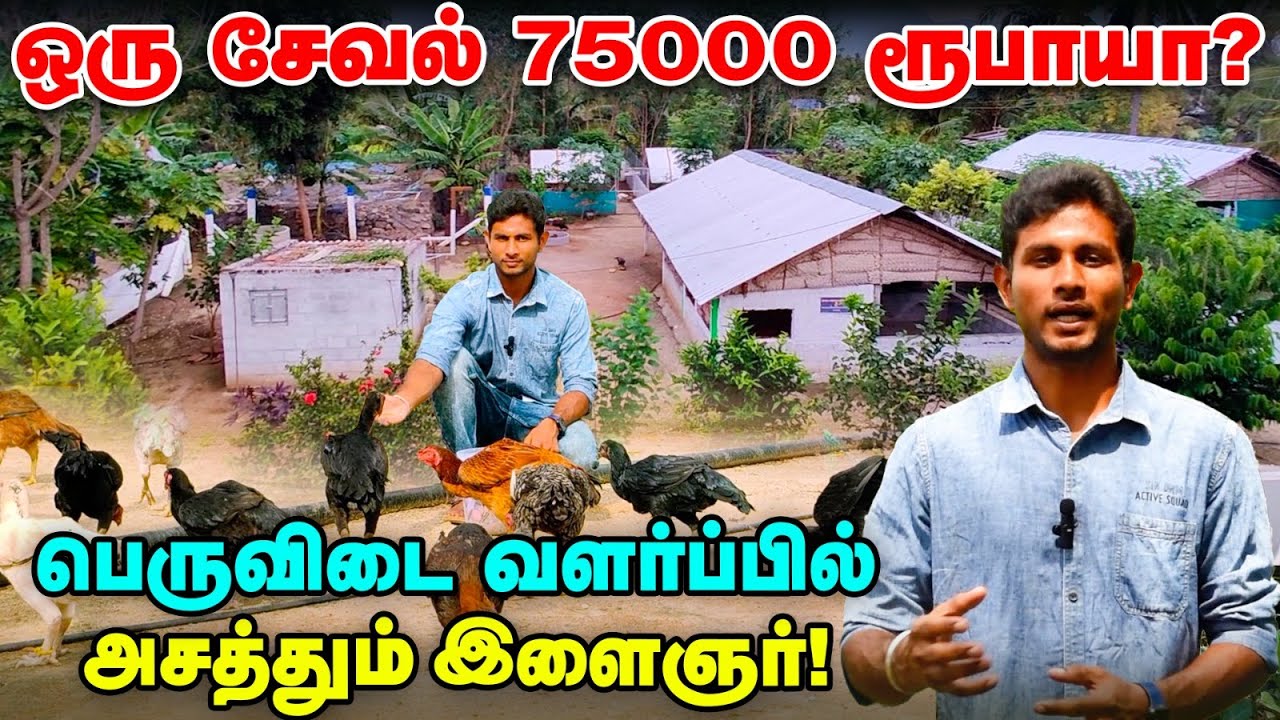 பெருவிடை வளர்ப்பில் இவ்வளவு லாபமா? சேலத்தில் அசத்தும் இளைஞர் | Pasumai Vikatan