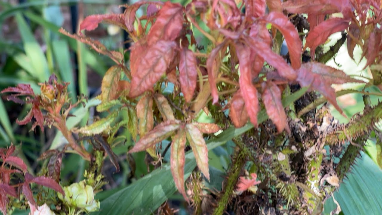 Rose Rosette Virus Hit My Garden 😤🌿