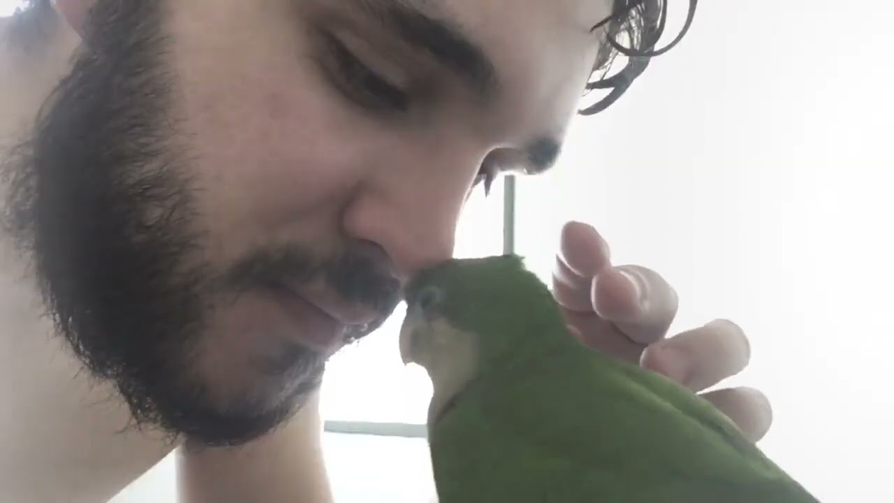 The Story of Lorito: a Quaker parrot that fell from the nest (24/12/2022)