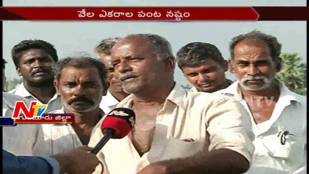 People Struggles with Spoil of Crop over Heavy Rains and Floods || Guntur || NTV