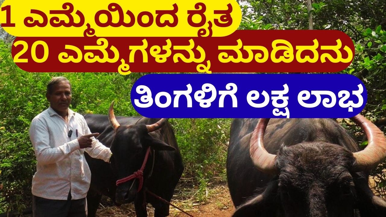 1 ಎಮ್ಮೆಯಿಂದ ರೈತ 20 ಎಮ್ಮೆಗಳನ್ನು ಮಾಡಿದನು II with 1 buffalo farmer made a 20 buffaloes II